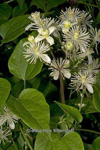 clematis ligusticifolia 2 graphic